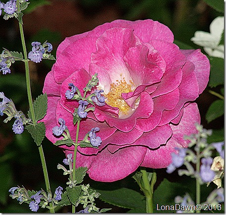 Rose_Melody_Perfume_Grandiflora