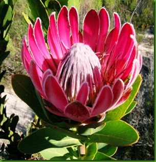 Protea compacta