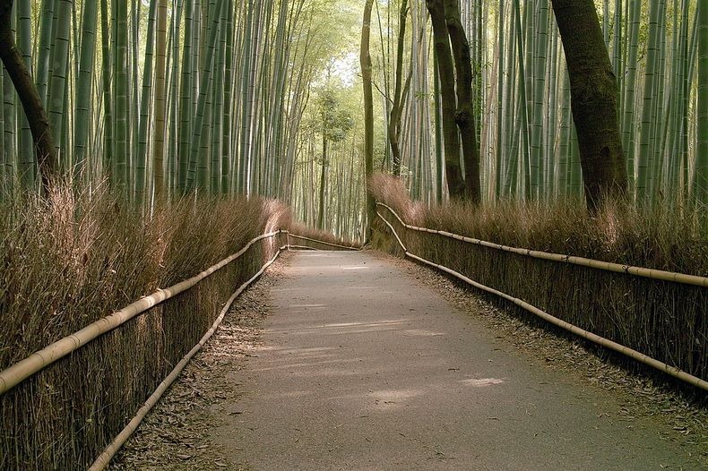 Foto: Keindahan Hutan Bambu Sagano Di Jepang [ www.BlogApaAja.com ]