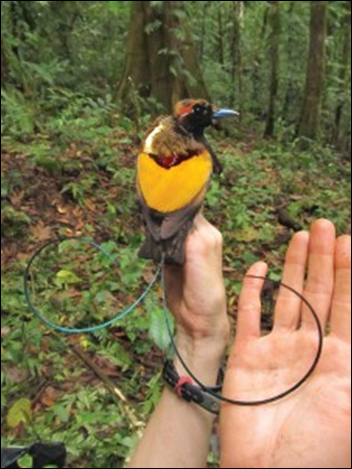 Bye bye birdie: Tropical mountain-dwelling birds such as this Bird of Paradise are moving up mountains to escape warmer temperatures, according to Benjamin Freeman grad and Alexandra Class Freeman of the Cornell Lab of Ornithology. Photo: Benjamin Freeman grad