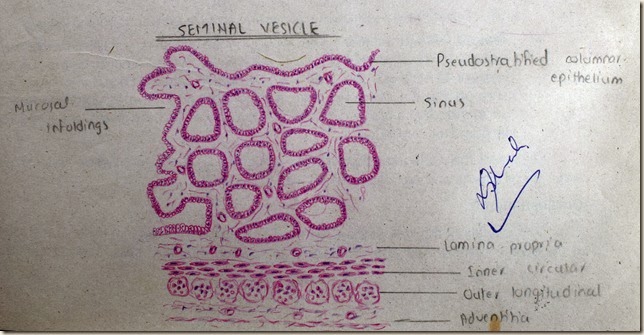 Seminal Vesicle  high resolution histology diagram