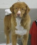 Nova Scotia Duck Tolling Retriever