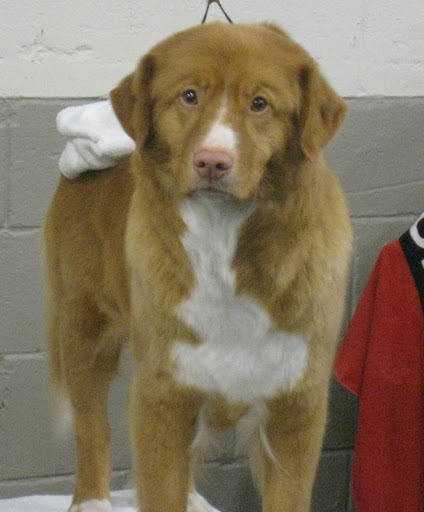 Nova Scotia Duck Tolling Retriever