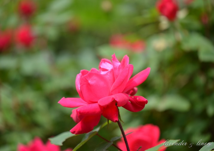 DSC_0008 DSC_0008