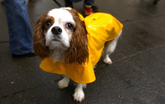 [hurricane-sandy-dogs-13%255B2%255D.jpg]