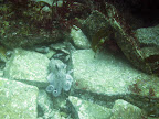 Burra Sound: octopus