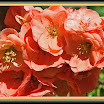 IMG_7179cesPC2.jpg