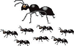 ants