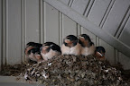 Those babies anxiously wait to be fed by mom and dad.