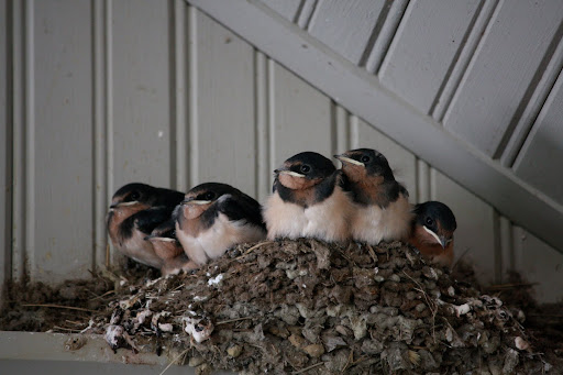 Those babies anxiously wait to be fed by mom and dad.