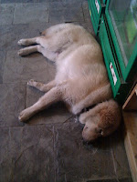 IMG_20110807_114516.jpg Photo