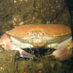 Noordzeekrab (13-8-2005, 't Koepeltje)