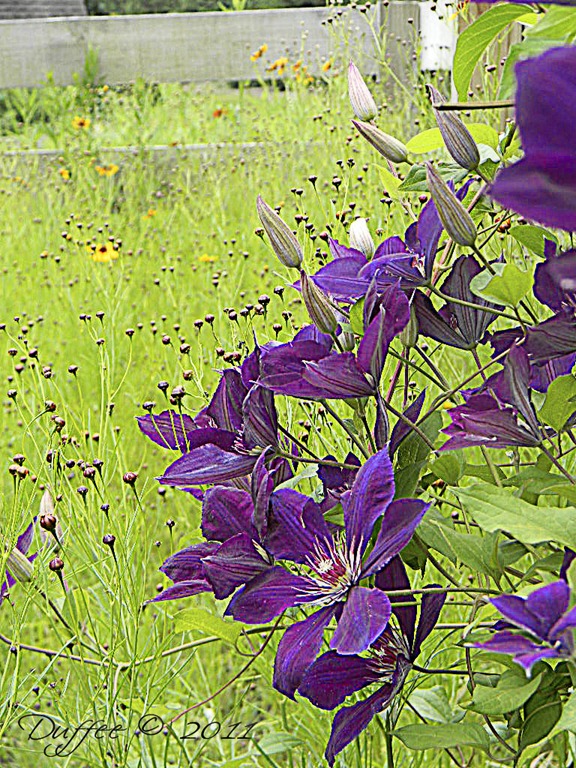 [Day%2520%252359%2520Purple%2520Fantasy%255B4%255D.jpg]
