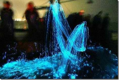 Firefly Squid-2 Firefly Squid-2