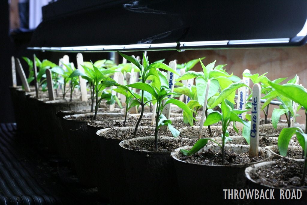 [plant%2520update%2520002%255B3%255D.jpg]