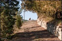 Capriolo 03