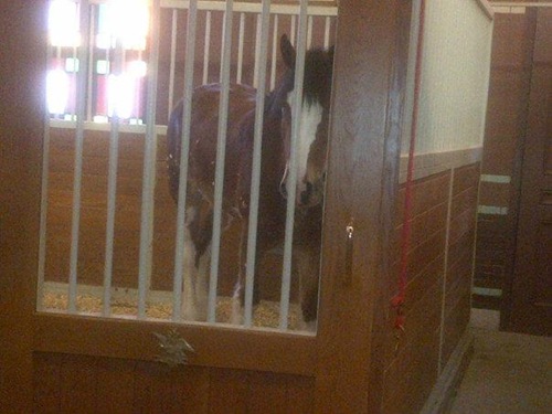 Clydesdale