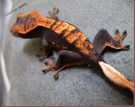 Amazing Animal Pictures crested geckos (14)
