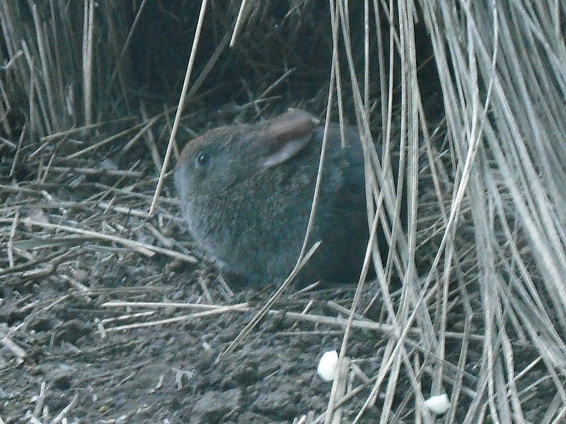 [Volcano_rabbit%255B4%255D.jpg]