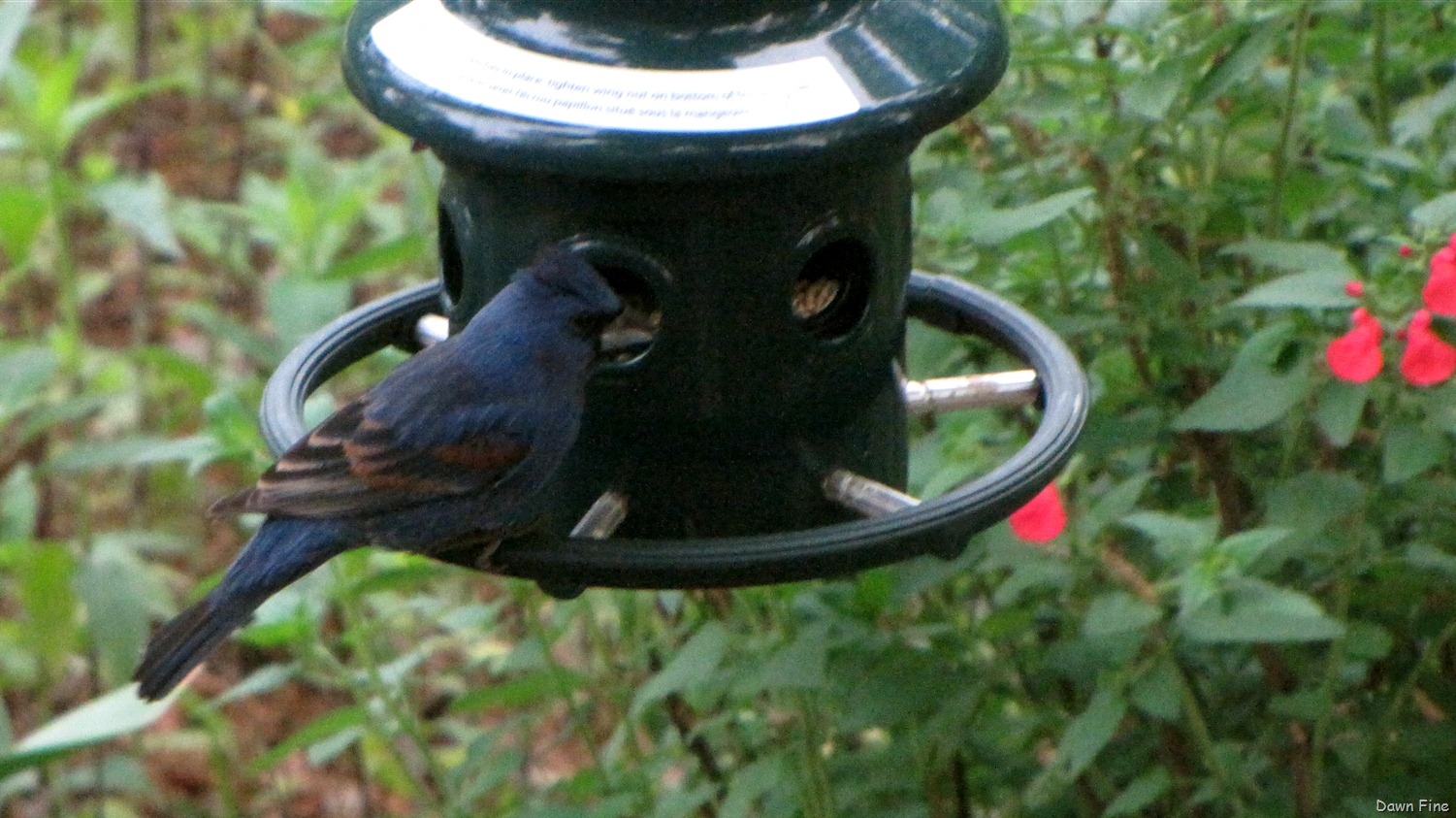 [Birds%2520and%2520flowers_059.jpg]
