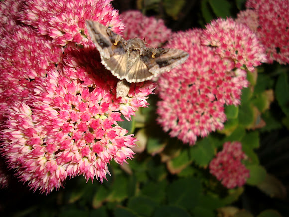 Spotting Image 1