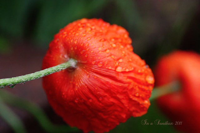 [poppy-backLR%255B3%255D.jpg]