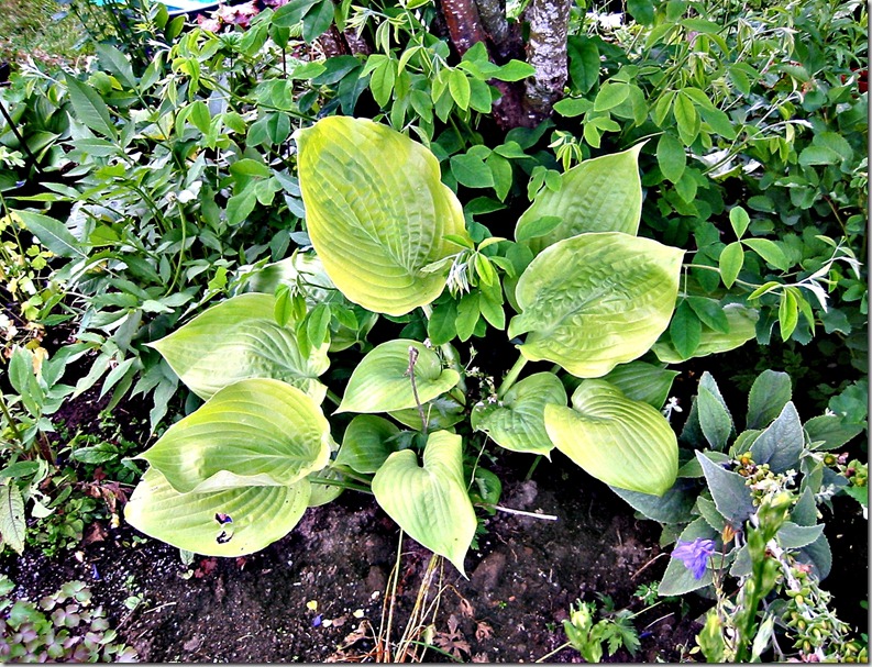 Hosta Big Daddy Hosta Big Daddy