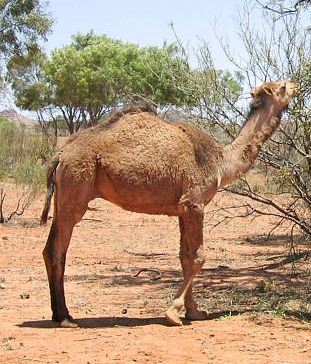 [camels1sdsade%255B4%255D.jpg]