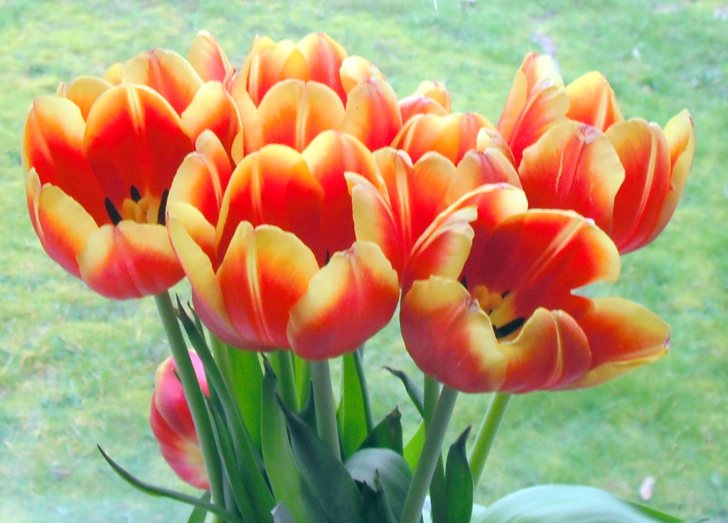 [lanigan%2520tulips%255B6%255D.jpg]