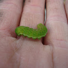Angle Shades caterpillar?