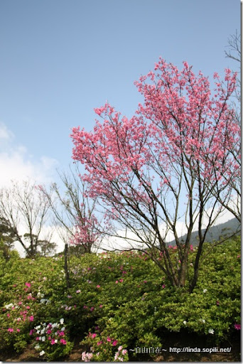 2010陽明山花季-櫻花&杜鵑 2010陽明山花季-櫻花&杜鵑