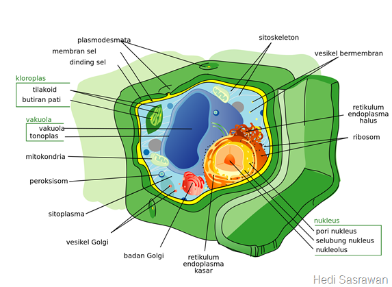 sel tumbuhan