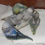 Dec 3-11  30,28,26,26 and 24 days old.JPG