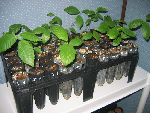 These Ozark Chinquapin seedlings are ready to be planted in research test plots. (Photo credit: Steven Bost)