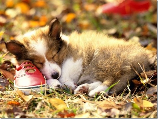 tired-cute-animals-8