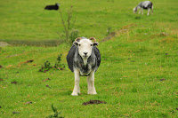 Yorkshire \'SwaleDale\'