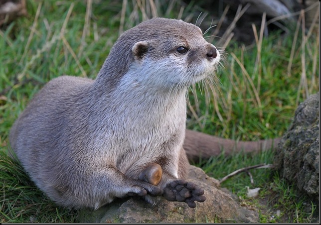 Asian Short-Clawed Otter with stone jpg