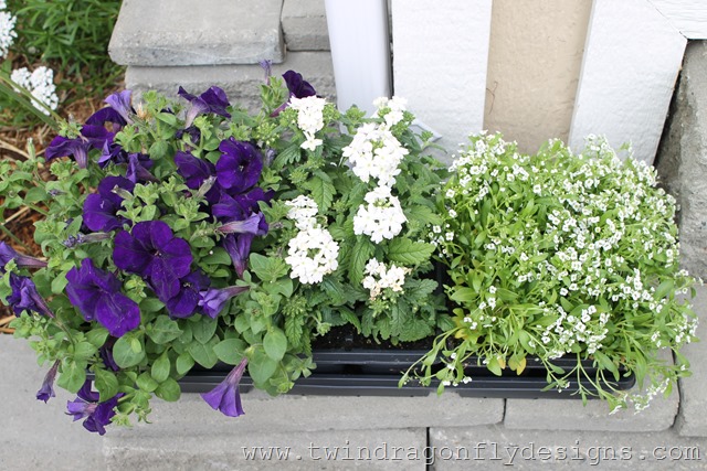 [PlantingAnnuals62.jpg]