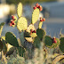 2013_03_02_prickly_pear_cactus