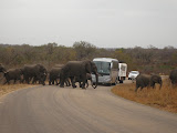 We made one last trip into Kruger (the public portion of it) with a few fellow Volunteers and it was a great time! Here a whole heard of elephants is crossing the road in front of a tour bus, and you can really see how big they are! South Africa - 437.jpg