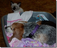catdogbin8