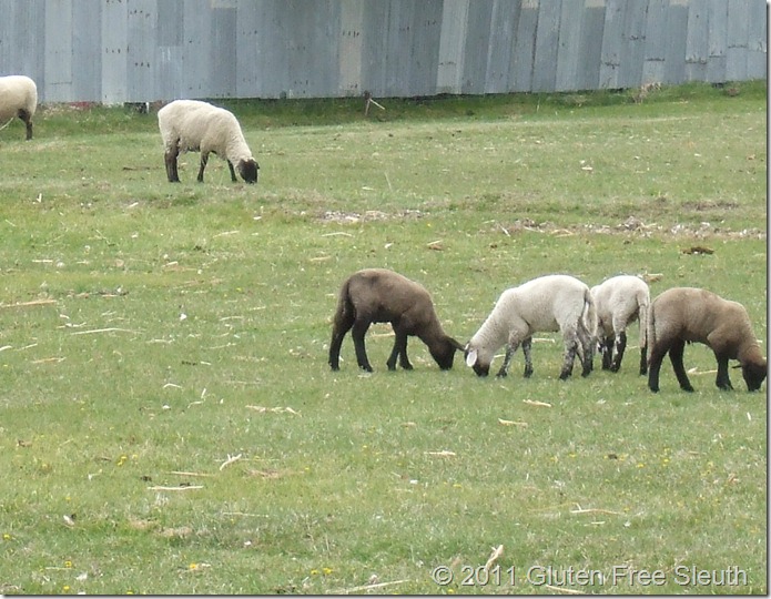 DSCF1485