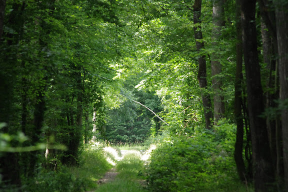L'allée forestière, le 6 juillet 2012. Les Hautes-Lisières (Rouvres, 28). Photo : J.-M. Gayman