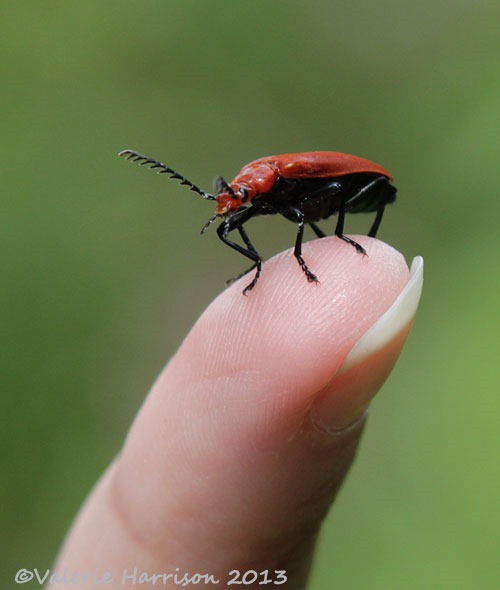 [15%2520red-headed-cardinal-beetle-3%255B2%255D.jpg]