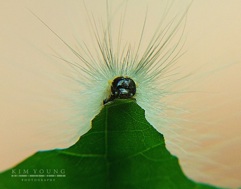 [munching%2520caterpillar%255B4%255D.jpg]
