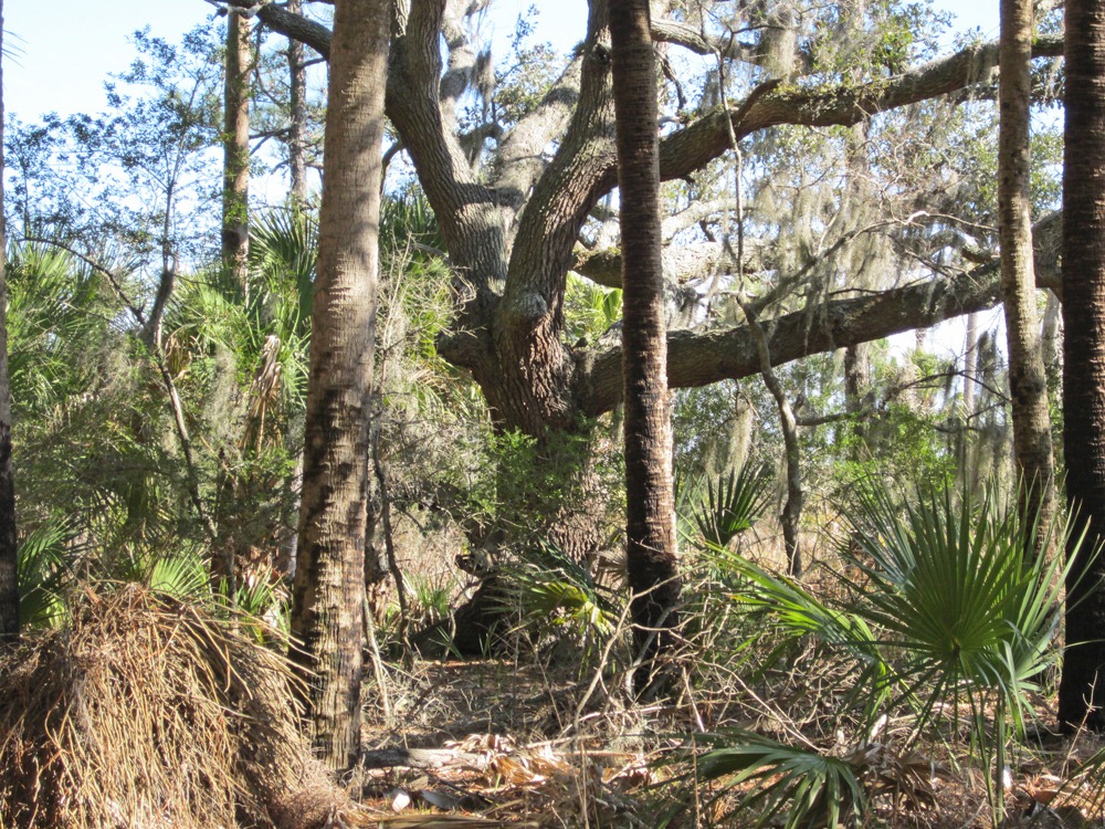[10-live-oak3.jpg]