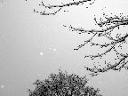 Branches in the Snow