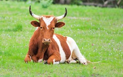 Texas Longhorn  copy