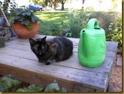 kitty by watering can 79