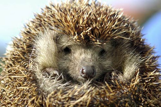 [animals-worried-face-9%255B2%255D.jpg]